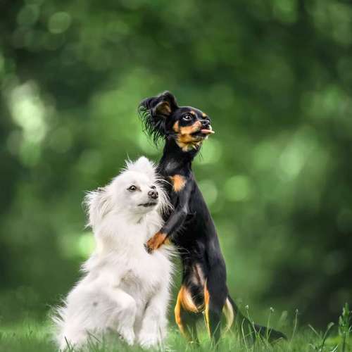 Hundeauslaufgebiet-Steffis Fotounikate-Bild