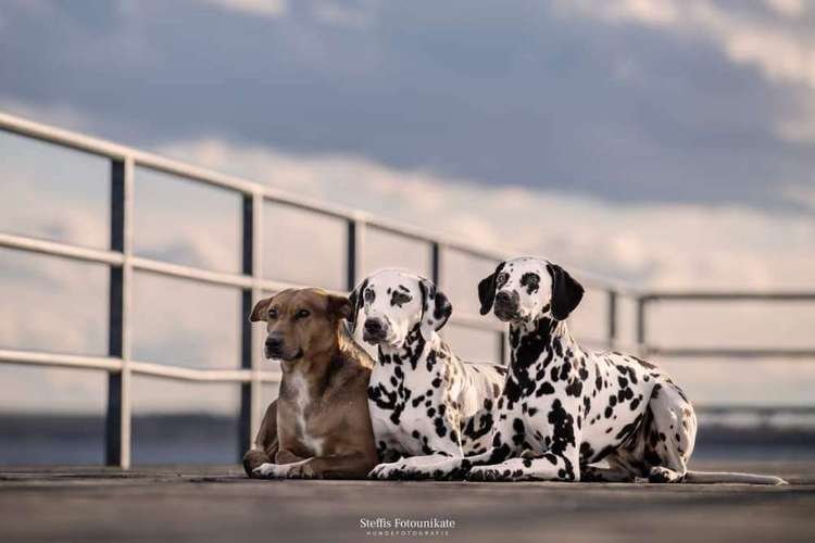 Hundeauslaufgebiet-Steffis Fotounikate-Bild