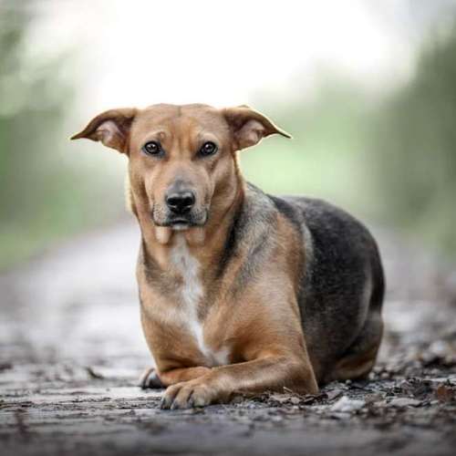 Hundeauslaufgebiet-Steffis Fotounikate-Bild