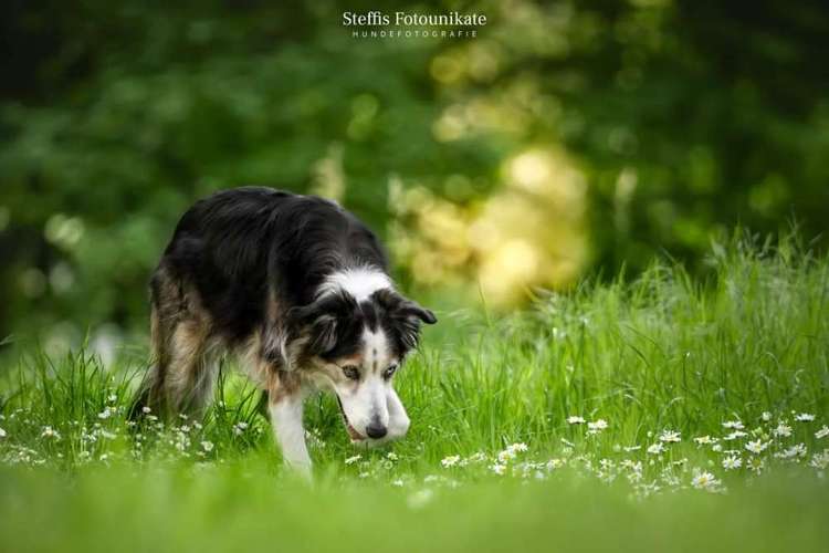 Hundeauslaufgebiet-Steffis Fotounikate-Bild