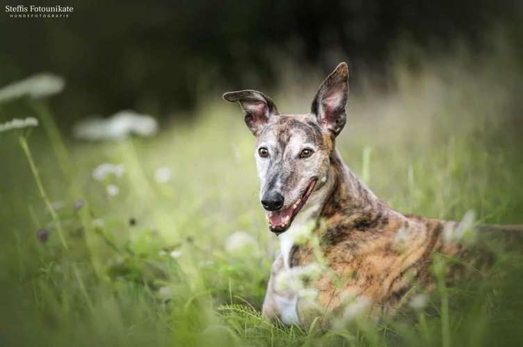 Hundeauslaufgebiet-Steffis Fotounikate-Bild