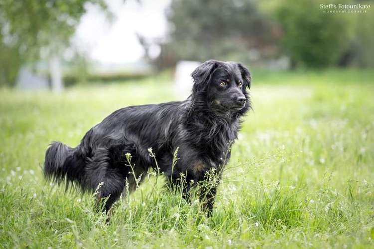 Hundeauslaufgebiet-Steffis Fotounikate-Bild