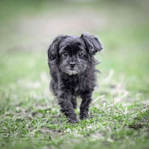 Hundeauslaufgebiet-Steffis Fotounikate-Bild