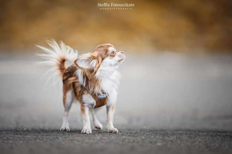 Hundeauslaufgebiet-Steffis Fotounikate-Bild