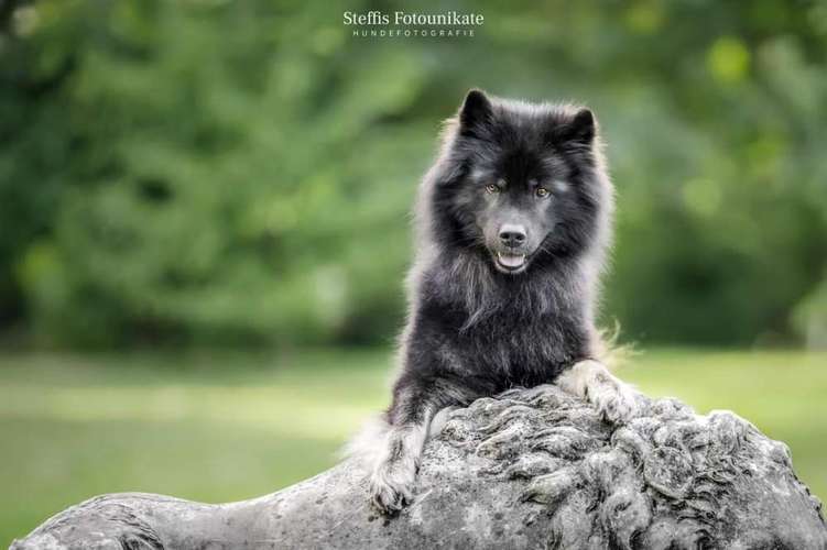 Hundeauslaufgebiet-Steffis Fotounikate-Bild
