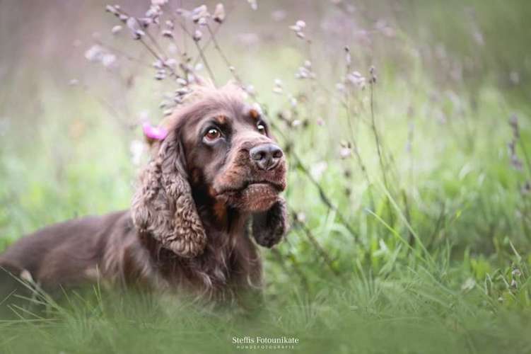 Hundeauslaufgebiet-Steffis Fotounikate-Bild