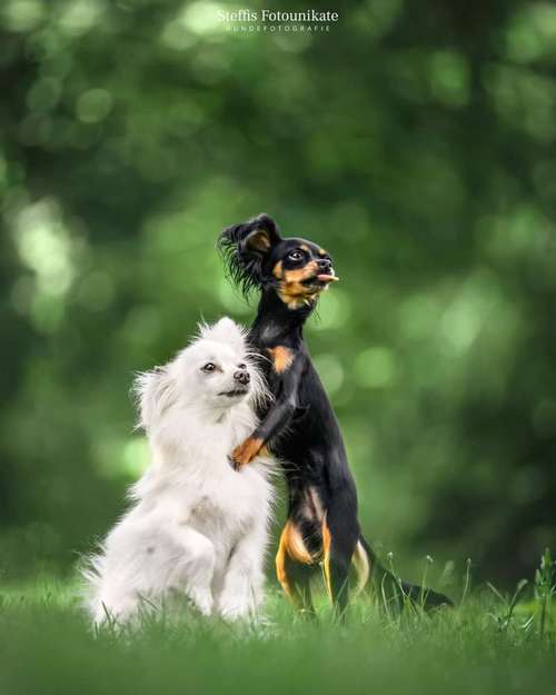Hundeauslaufgebiet-Steffis Fotounikate-Bild
