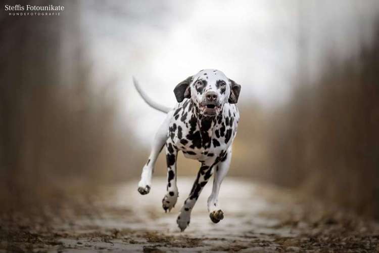 Hundeauslaufgebiet-Steffis Fotounikate-Bild