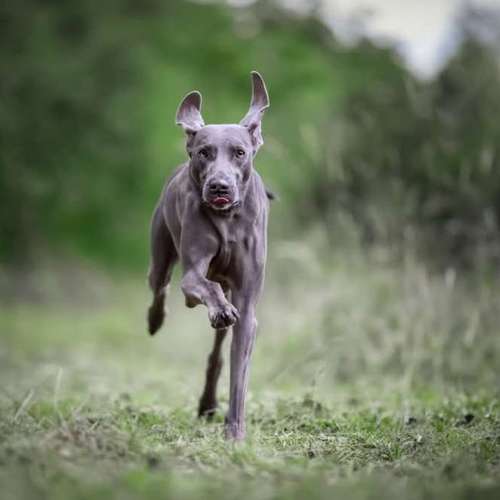 Hundeauslaufgebiet-Steffis Fotounikate-Bild