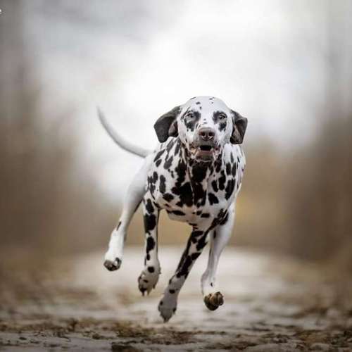 Hundeauslaufgebiet-Steffis Fotounikate-Bild