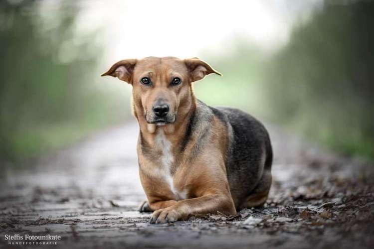 Hundeauslaufgebiet-Steffis Fotounikate-Bild