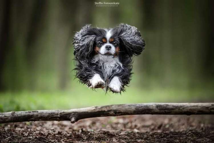 Hundeauslaufgebiet-Steffis Fotounikate-Bild