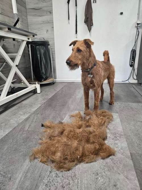 Hundeauslaufgebiet-Miri's Hunde & Katzen Salon-Bild