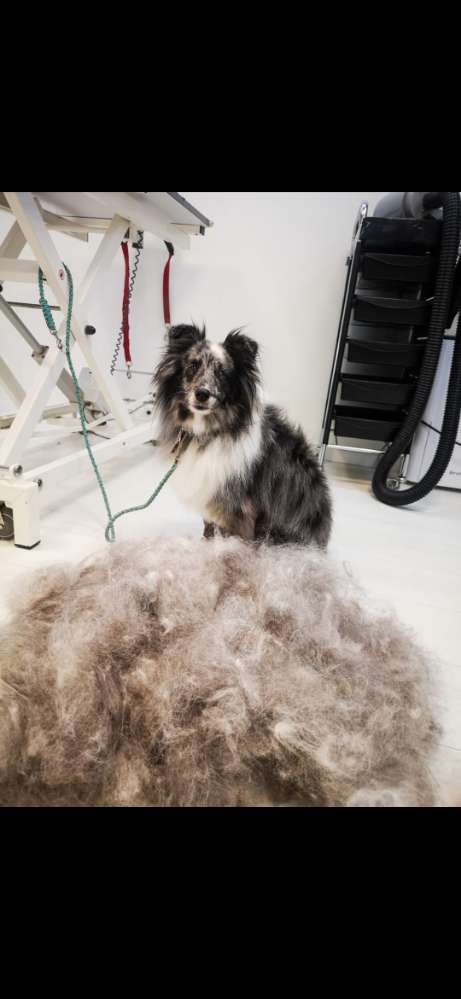 Hundeauslaufgebiet-Miri's Hunde & Katzen Salon-Bild