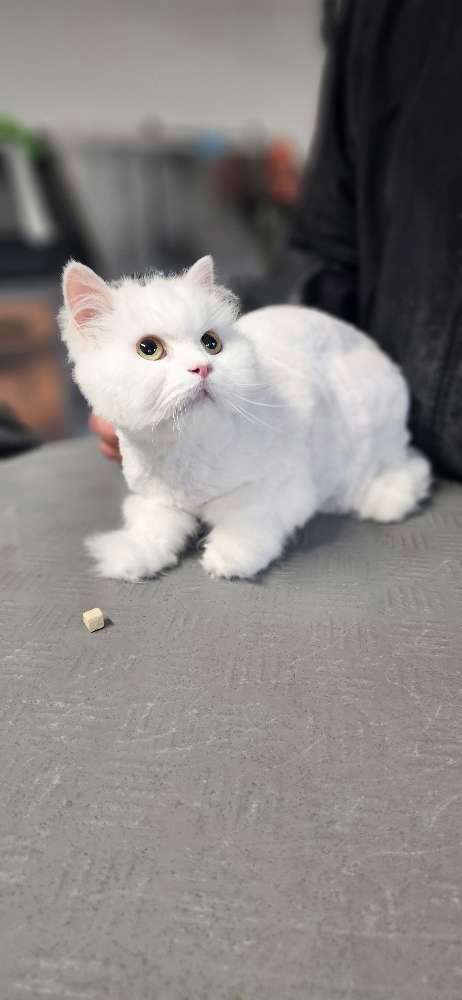 Hundeauslaufgebiet-Miri's Hunde & Katzen Salon-Bild