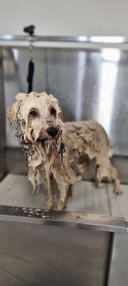 Hundeauslaufgebiet-Miri's Hunde & Katzen Salon-Bild