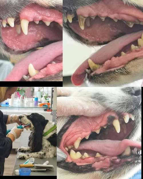 Hundeauslaufgebiet-Miri's Hunde & Katzen Salon-Bild