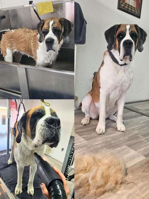 Hundeauslaufgebiet-Miri's Hunde & Katzen Salon-Bild