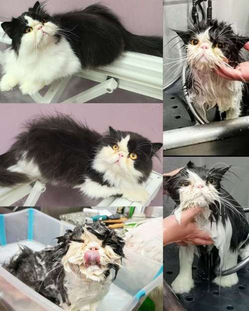 Hundeauslaufgebiet-Miri's Hunde & Katzen Salon-Bild