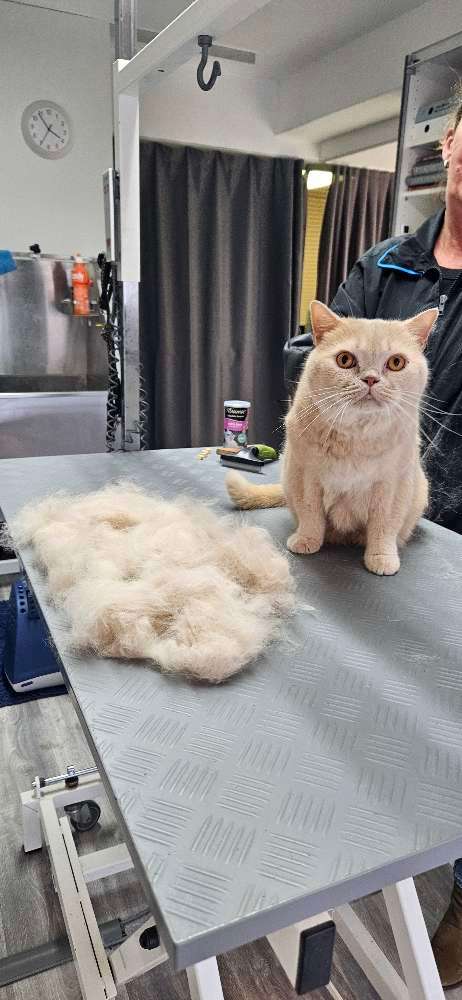 Hundeauslaufgebiet-Miri's Hunde & Katzen Salon-Bild