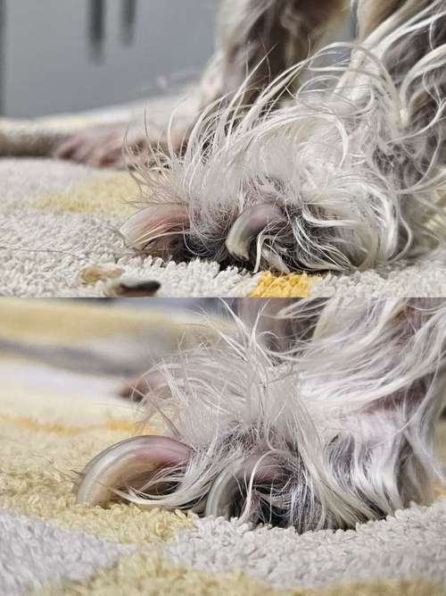 Hundeauslaufgebiet-Miri's Hunde & Katzen Salon-Bild