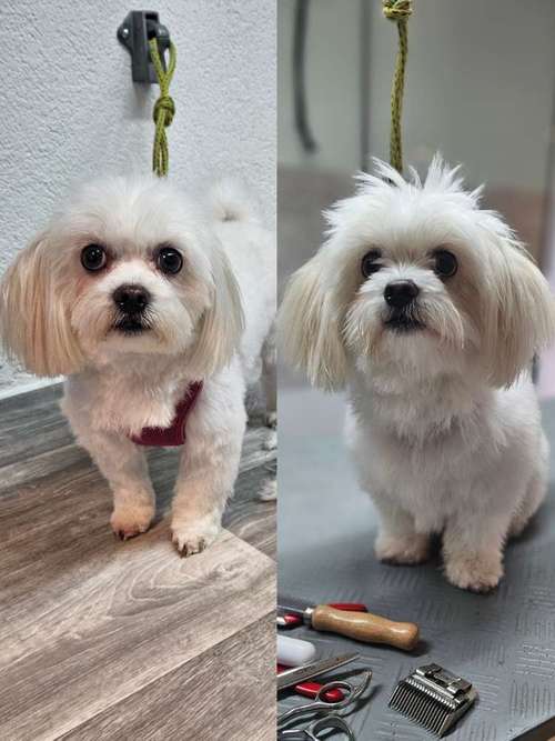 Hundeauslaufgebiet-Miri's Hunde & Katzen Salon-Bild