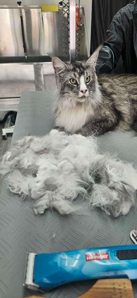 Hundeauslaufgebiet-Miri's Hunde & Katzen Salon-Bild