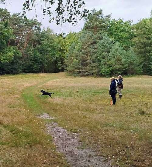 Hundeauslaufgebiet-Usi-Dogs-Bild