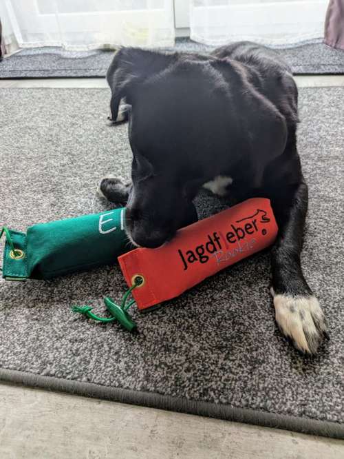 Hundeauslaufgebiet-Usi-Dogs-Bild