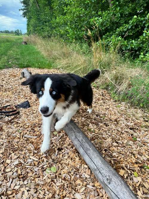 Hundeauslaufgebiet-Hundephysiotherapie Elisa Möckel-Bild