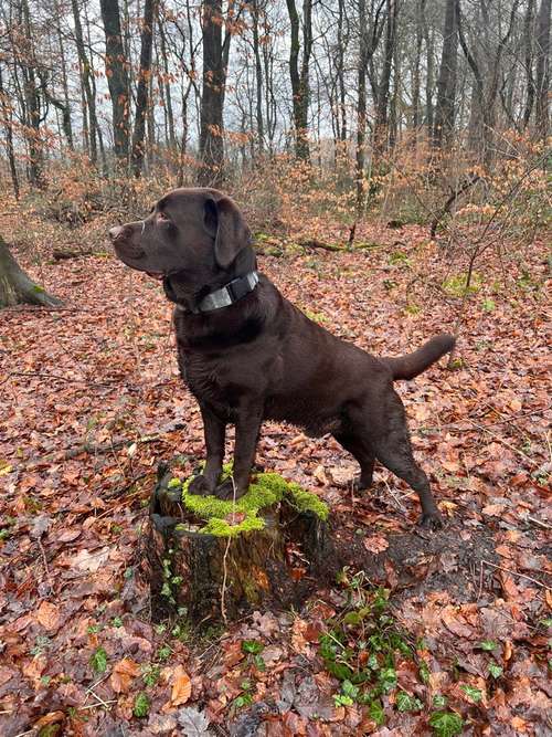 Hundeauslaufgebiet-Hundephysiotherapie Elisa Möckel-Bild