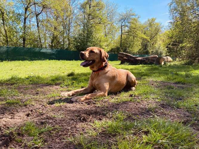 Hundeauslaufgebiet-Hundephysiotherapie Elisa Möckel-Bild