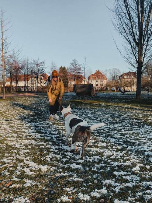 Hundeauslaufgebiet-Pfotenkompass - mobile Hundeschule -Bild