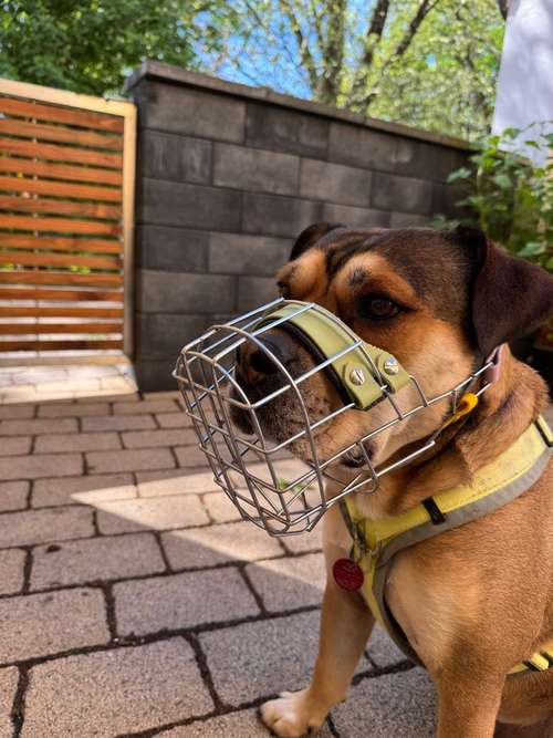 Hundeauslaufgebiet-Pfotenkompass - mobile Hundeschule -Bild