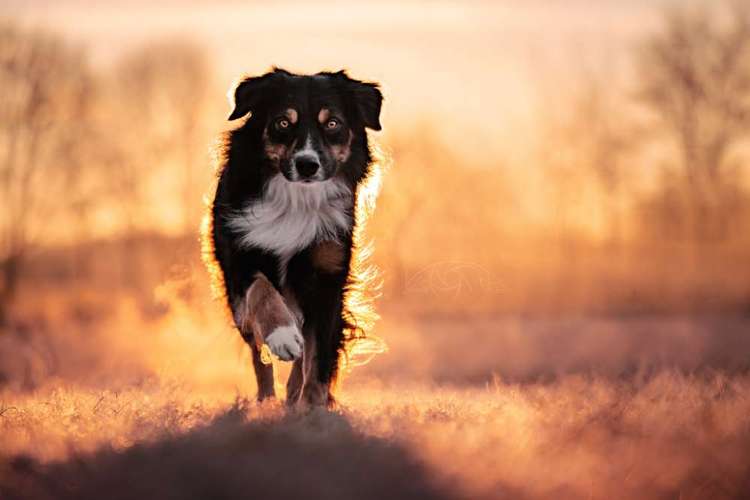 Hundeauslaufgebiet-Lux Animae Photogaphy-Bild