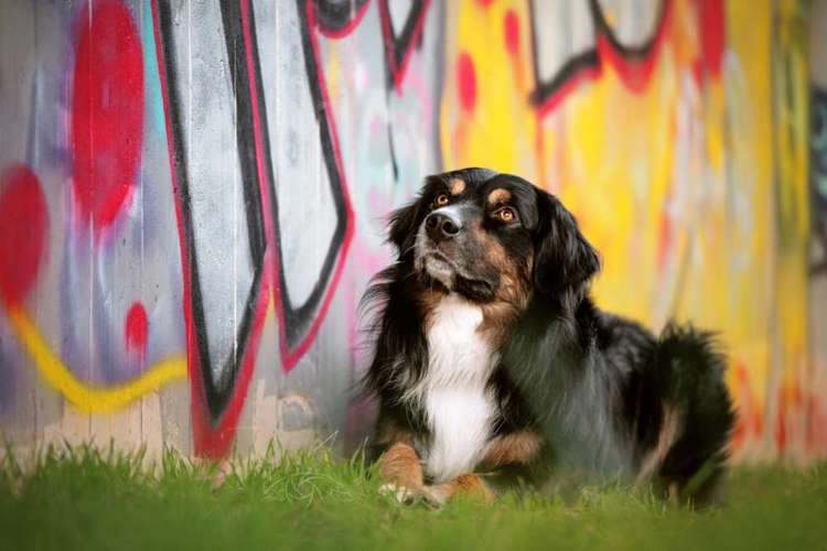 Hundeauslaufgebiet-Lux Animae Photogaphy-Bild