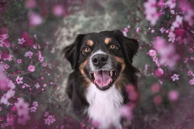 Hundeauslaufgebiet-Lux Animae Photogaphy-Bild