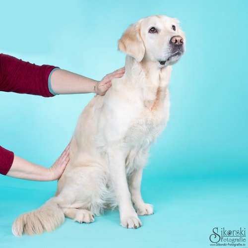 Hundeauslaufgebiet-Alice Conrad Hundephysiotherapie-Bild