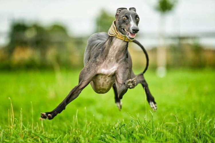 Hundeauslaufgebiet-Tierfreunde Lüdinghausen-Bild