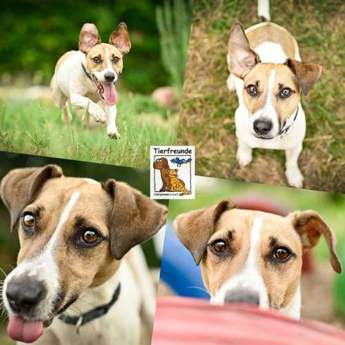 Hundeauslaufgebiet-Tierfreunde Lüdinghausen-Bild