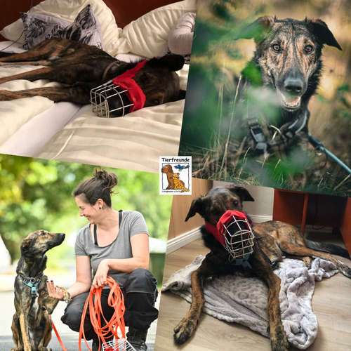 Hundeauslaufgebiet-Tierfreunde Lüdinghausen-Bild