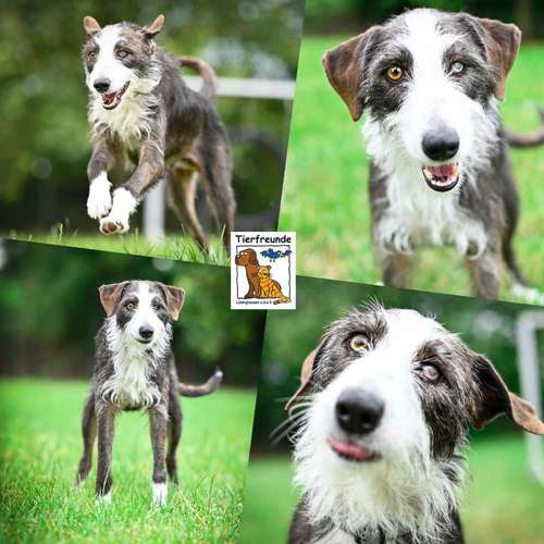 Hundeauslaufgebiet-Tierfreunde Lüdinghausen-Bild