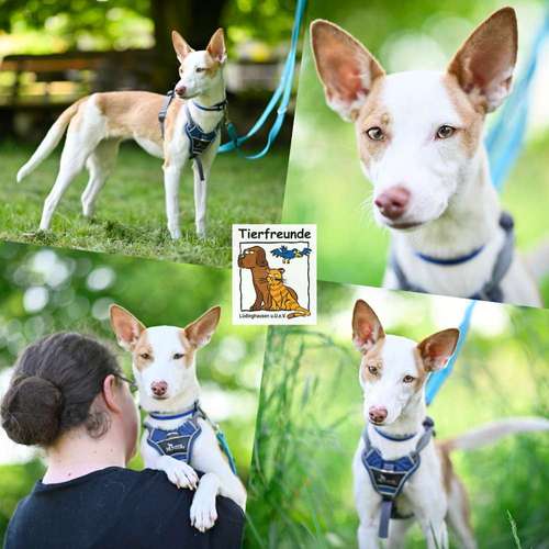 Hundeauslaufgebiet-Tierfreunde Lüdinghausen-Bild