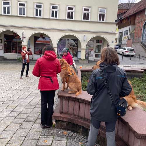 Hundeauslaufgebiet-Martin Rütter Hundeschule Ilmenau/Suhl-Bild