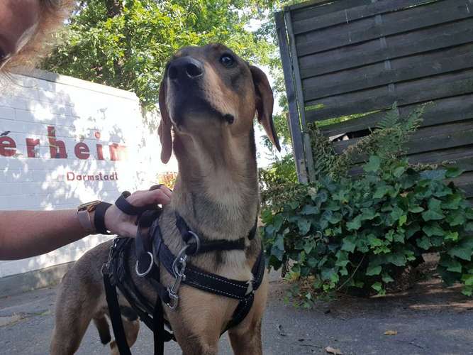 Hundeauslaufgebiet-Tierheim Darmstadt-Bild