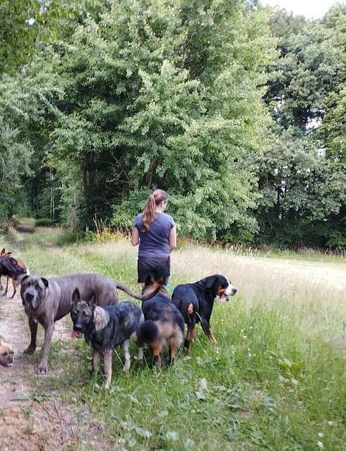 Hundeauslaufgebiet-Pfotenfreunde Troisdorf-Bild