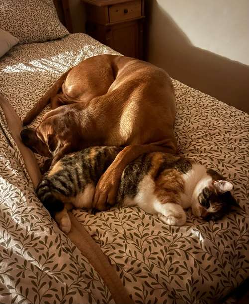 Hundeauslaufgebiet-natur & hund / Mobile Naturheilpraxis für Hunde-Bild