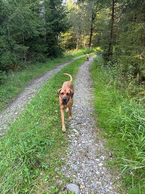 Hundeauslaufgebiet-natur & hund / Mobile Naturheilpraxis für Hunde-Bild