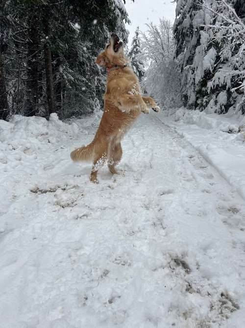 Hundeauslaufgebiet-natur & hund / Mobile Naturheilpraxis für Hunde-Bild