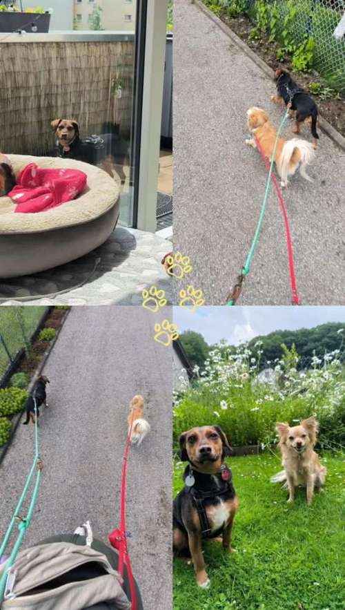 Hundeauslaufgebiet-MiLopa Hundebetreuung-Bild